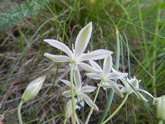 Ornithogalum orthophyllum