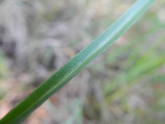 Ornithogalum orthophyllum
