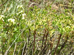Biscutella auriculata