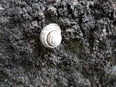 Caucasotachea vindobonensis