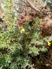 Polhillia obsoleta