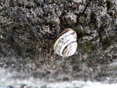 Caucasotachea vindobonensis