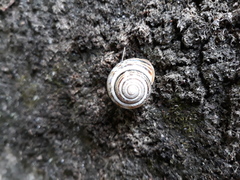 Caucasotachea vindobonensis