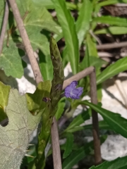 Stachytarpheta angustifolia