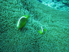 Amphiprion sandaracinos