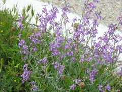 Matthiola fruticulosa
