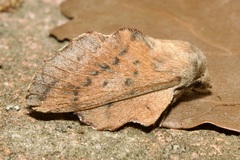 Phyllodesma tremulifolia