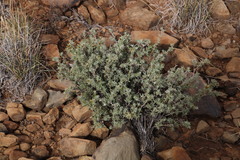 Oedera humilis