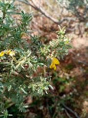 Polhillia obsoleta