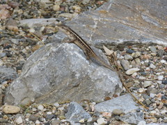 Sceloporus siniferus