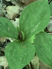 Trillium sessile