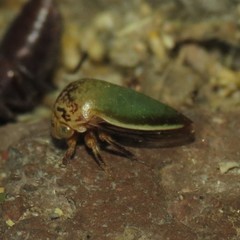 Stictopelta marmorata