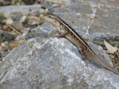 Sceloporus siniferus