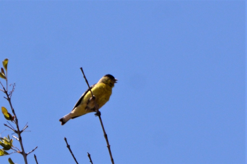 Lesser Goldfinch from Pedregal Playitas, Ensenada, B.C., México on May