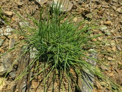 Dianthus humilis