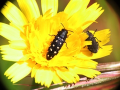 Acmaeodera octodecimguttata