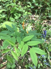 Lathyrus laevigatus occidentalis