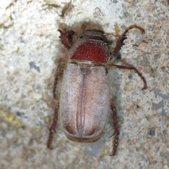 Listrochelus scoparius