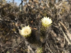 Leocereus bahiensis