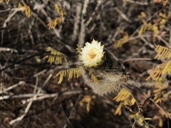 Leocereus bahiensis