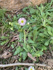 Erigeron philadelphicus philadelphicus
