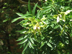 Thouinidium decandrum