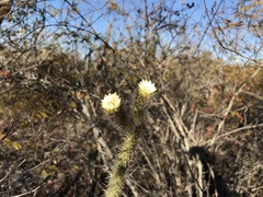 Leocereus bahiensis