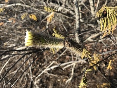 Leocereus bahiensis