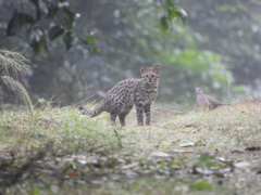 Leopardus guttulus