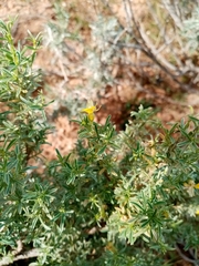 Polhillia obsoleta