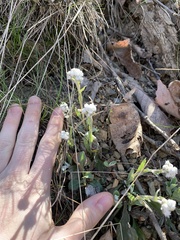 Antennaria parlinii fallax