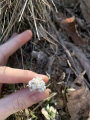 Antennaria parlinii fallax