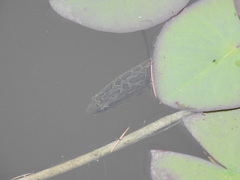 Channa argus