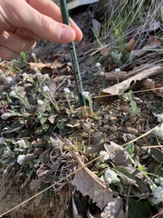 Antennaria parlinii fallax