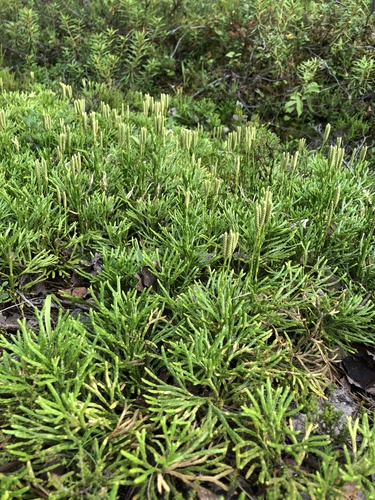 northern ground-cedar