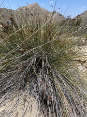 Juncus textilis