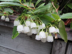 Zenobia pulverulenta