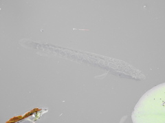 Channa argus
