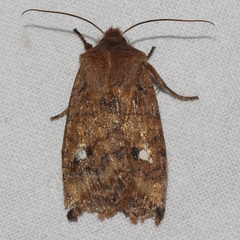 Eupsilia tristigmata