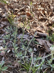 Antennaria parlinii fallax