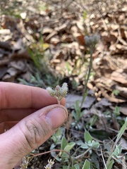 Antennaria parlinii fallax