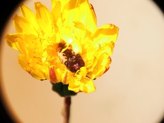 Acmaeodera pilosellae
