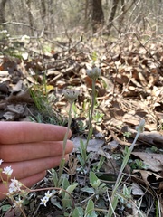 Antennaria parlinii fallax