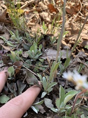 Antennaria parlinii fallax