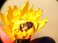 Acmaeodera pilosellae