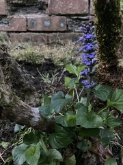 Ajuga reptans