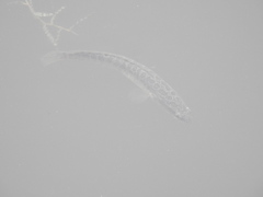 Channa argus