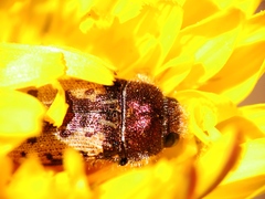 Acmaeodera pilosellae