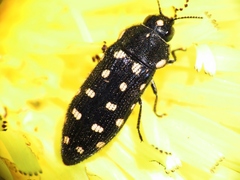 Acmaeodera octodecimguttata