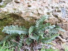 Blechnum punctulatum punctulatum